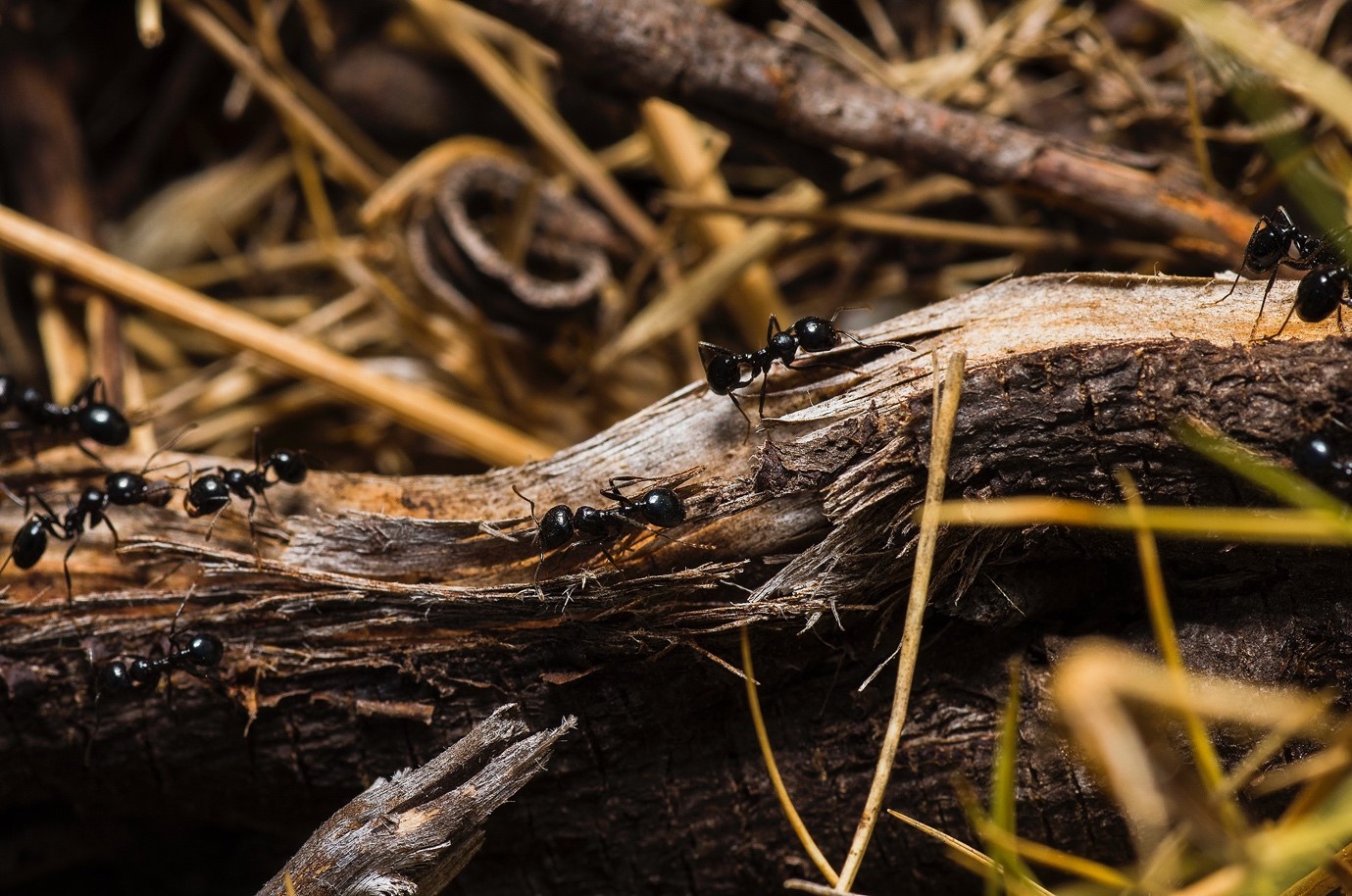 Removing Ants from your Toronto Home
